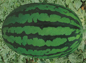 ������޹�